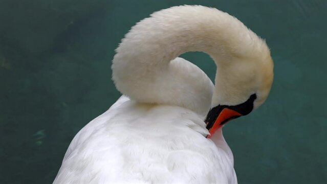 Mute Swan -  one of the heaviest extant flying birds.