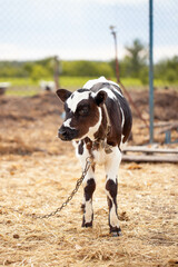 spotted calf in the farm yard