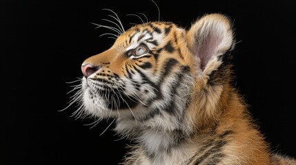   A tight shot of a tiger's face against black backdrop, head slightly angled to the side