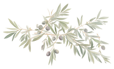 PNG  Olive branch frame plant herbs leaf