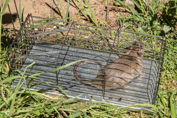 Brown rat in a mousetrap on green grass in the garden