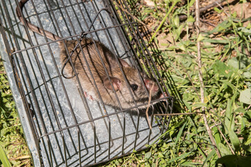 Brown rat in a mousetrap on green grass in the garden