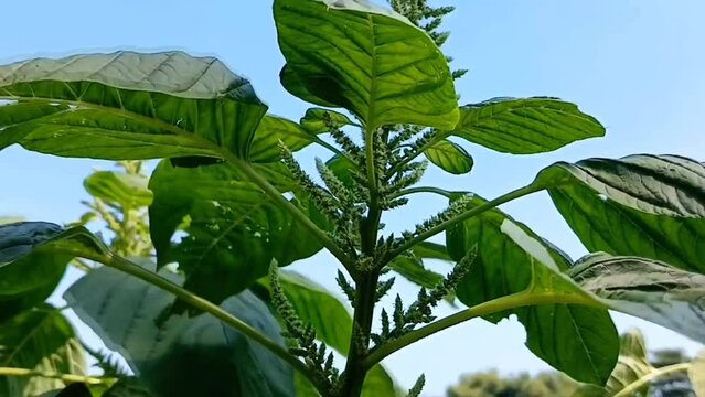 spinach plants swaying in the wind against the sky