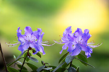 violet colored flowers in beautiful sunset light