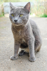 A gray cat lies on the asphalt in the yard.