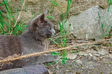 Naklejka premium A gray cat lies on the asphalt in the yard.