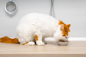 cat eats food sitting on the kitchen counter.