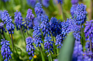 Muscari armeniacum ornamental springtime flowers in bloom, Armenian grape hyacinth flowering blue...