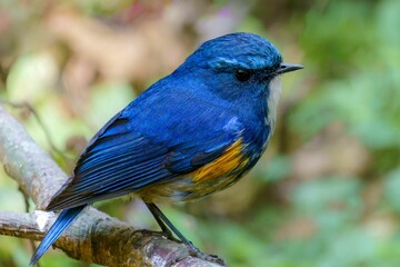 Himalayan Bluetail: Vibrant Songbird of the High Mountains - Insights into Habitat, Behavior, and Conservation Efforts