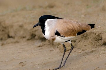 River Lapwing: Charismatic Wader of South Asian Waterways - Insights into Habitat, Behavior, and Conservation Challenges