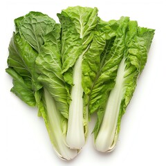 A photo of three heads of bok choy, a type of Chinese cabbage. The leaves are green and the stalks are white. The bok choy is arranged in a triangle on a white background. - obrazy, fototapety, plakaty