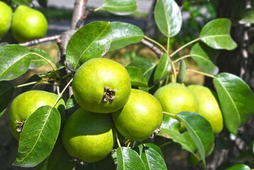 Green pear on branch