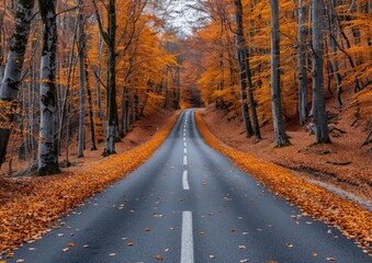 Obraz premium A road devoid of traffic in a dense forest setting