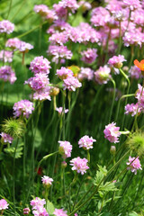 Pink Armeria maritima flowers in the garden. Selective focus.