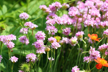 Pink Armeria maritima flowers in the garden. Selective focus.