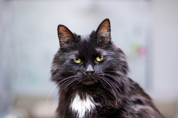 a close up of a black and white cat with yellow eyes