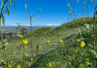 Green hilly landscape in the spring with snow-covered mountains in the background