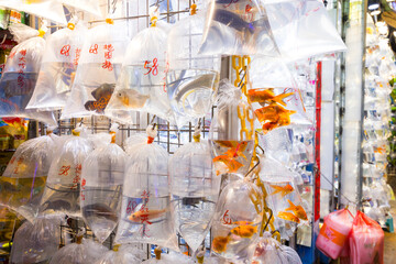 Sale of pet fish in Hong Kong Mongkok Tung Choi street