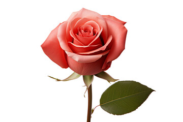 Fototapeta premium A beautiful pink rose in full bloom against a black background.