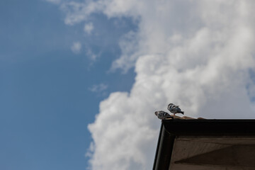 visuale dettagliata, da lontano, di una coppia di piccioni selvatici che se ne stanno fermi e tranquilli a riposare sul tetto di una casa, di giorno, con sullo sfondo il cielo nuvoloso