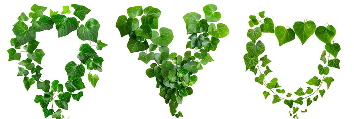 set of creepers with heart-shaped leaves, perfect for romantic garden settings, isolated on transparent background