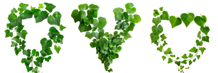 set of creepers with heart-shaped leaves, perfect for romantic garden settings, isolated on transparent background