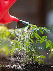 Watering seedling tomato in Greenhouse
