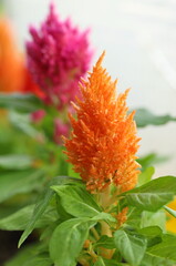 Cock's comb plant (Celosia cristata)