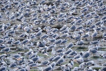 Franklin's Gull (Leucophaeus pipixcan), beautiful group of boreal migrants abundant during the...
