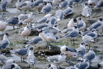 Franklin's Gull (Leucophaeus pipixcan), beautiful group of boreal migrants abundant during the...