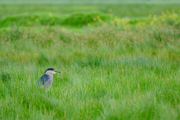 Black-crowned Night-Heron (Nycticorax nycticorax), common heron at the edge of water bodies. Peru.