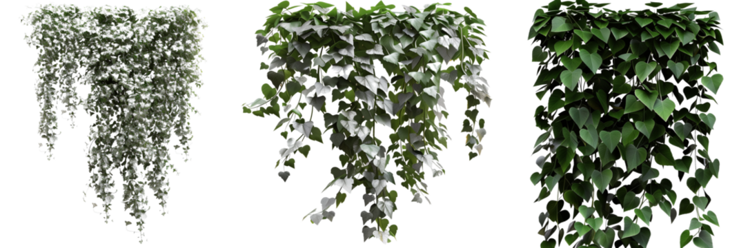 set of creeper vines with silver foliage, adding a unique contrast to green gardens, isolated on transparent background
