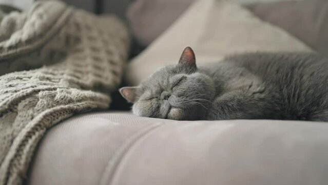 A grey Felidae cat is peacefully sleeping on a comfortable couch