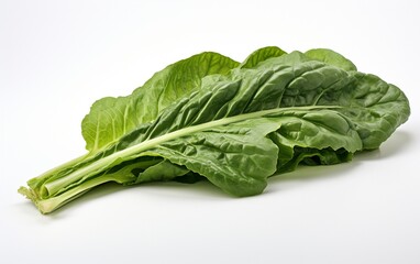 Chard Leaf Isolated on Transparent Canvas