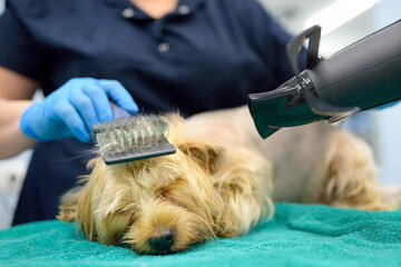 Skilled female groomer cuts hair of terrier dog, shampoos it, and then combs and dries it with hair dryer. Make an appointment at veterinary clinic. Professional pet care. Grooming salon