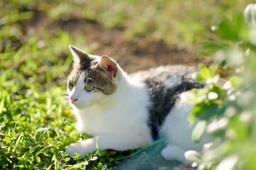 A young beauty cat is in the backyard of the house among the bright green grass on a bright sunny summer day. Cute pussycat. Lost pets. Homeless animals.