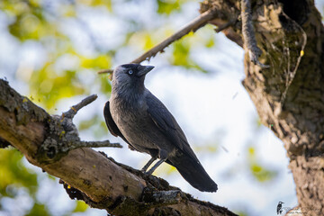 Eurasian Jackdaw