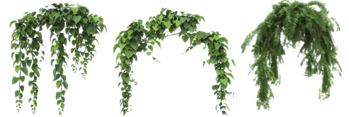 set of canopy creepers, with large leaves, draping from the tops of tall trees, isolated on transparent background