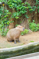 Capybara Sitting in the wild,Hydrochaeris hydrochaeris The biggest mouse Capybara