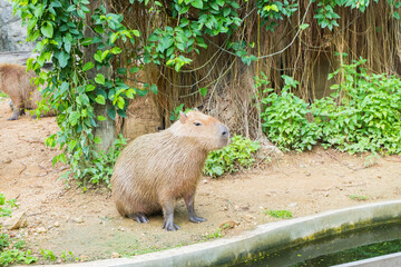Capybara Sitting in the wild,Hydrochaeris hydrochaeris The biggest mouse Capybara