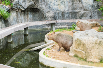Capybara Sitting in the wild,Hydrochaeris hydrochaeris The biggest mouse Capybara