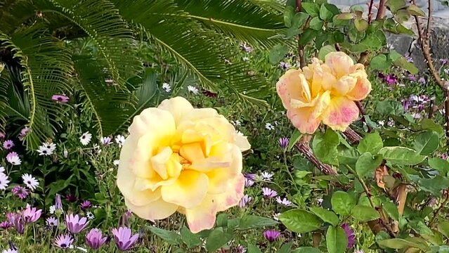 Beautiful Yellow roses in bloom in the garden of Vilaflor mountain village in Tenerife,Canary Islands,Spain at spring. Hybrid tea rose ornamental flowers.