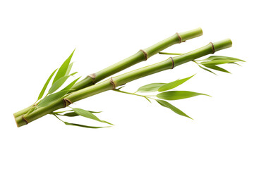 Green bamboo stick. Natural material. Isolated on black background.