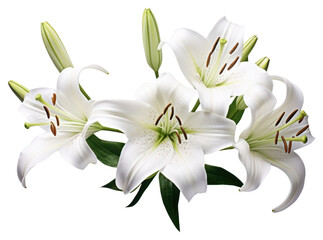 PNG Lily flower plant white
