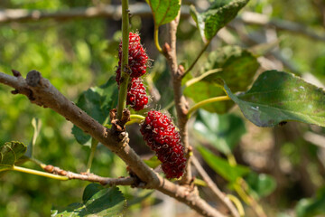 Mulberry, colorful, purple, red, green