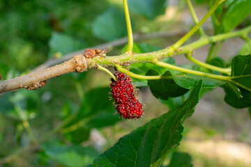 Mulberry, colorful, purple, red, green