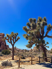 Desert landscape near Joshua Tree National Park