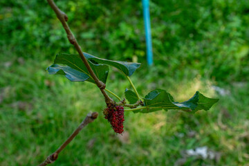 Mulberry, colorful, purple, red, green