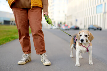 Young woman walking with old Beagle dog along a city street. Obedient and well behaved pet with his owner