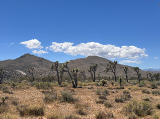 Landscape at Joshua Tree National Park